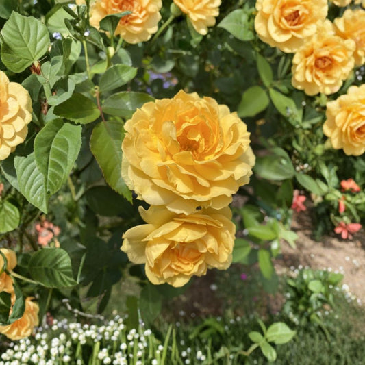 Julia Child Rose – Rosa Live Own-Root Plant | 6 Inches Tall | Well Rooted | Fragrant Yellow Rose | Easy to Grow