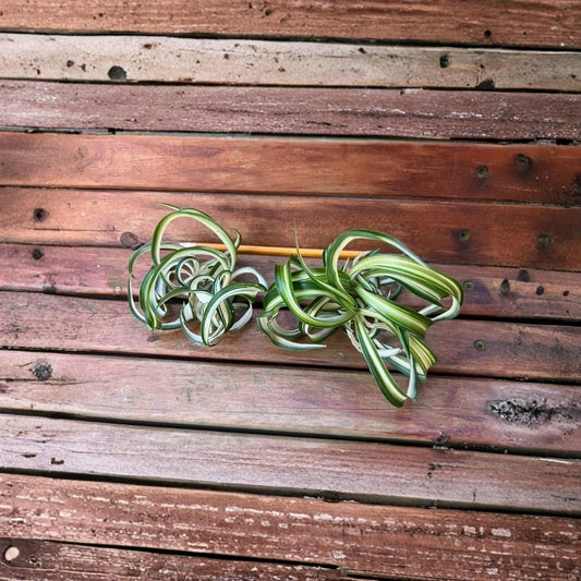 Variegated Bonnie Curly Spider Plant – Chlorophytum comosum | 2 Live Plant Babies | Unrooted Cuttings | Curly Variegated Houseplant | Easy Indoor Plant