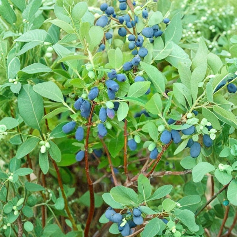 Tundra Honeyberry – Lonicera caerulea Live Cuttings | 6 Fresh Green Wood Cuttings 6 Inches | Edible Berry Shrub | Easy to Propagate