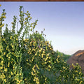 Shanxi Li Giant Jujube Tree – Chinese Date Bare Root Fruit Tree | Large Sweet Jujube | US Seller