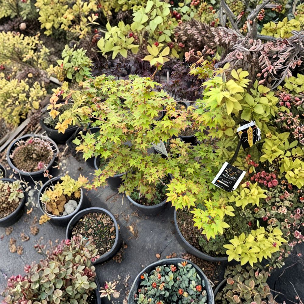 Acer palmatum ‘Dragon King’ – Rare Dwarf Weeping Japanese Maple | 20–30 Inches Tall | Red Collector Maple Tree | #5 Container Size