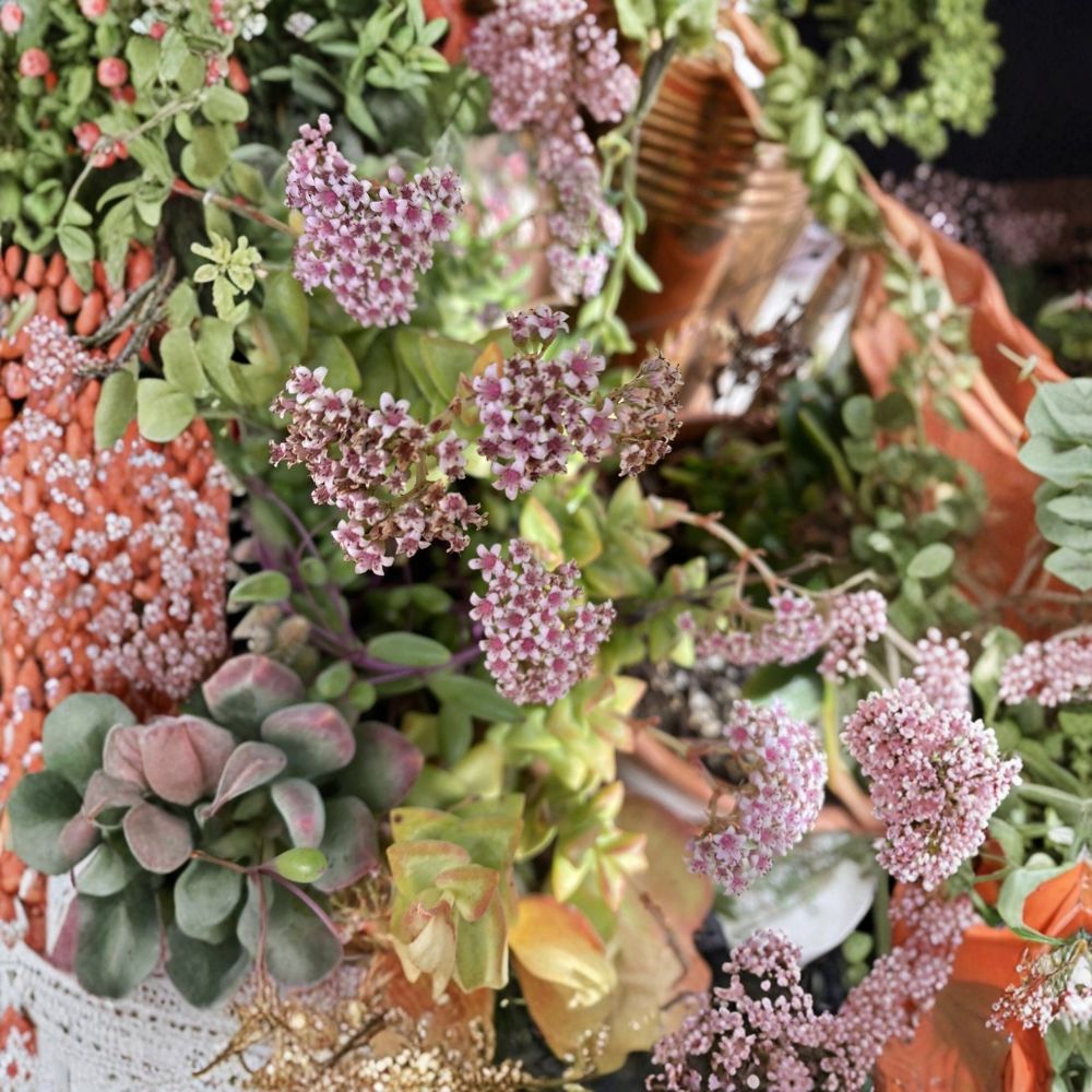 Mixed Crassula Succulent Cuttings – 10 Organic Live Cuttings | 5 Varieties (2 Each) | Rooting Starter Pack | Easy to Grow