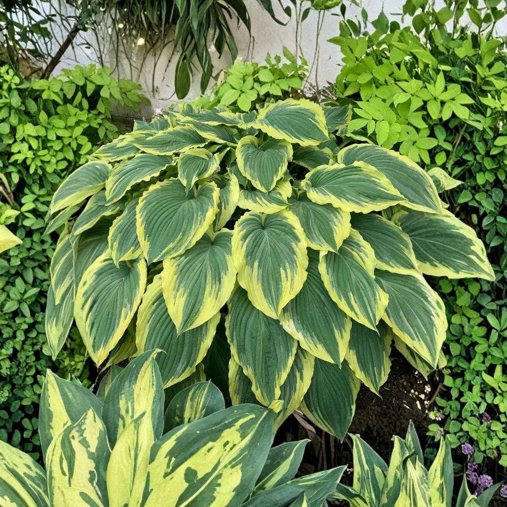 Drop-dead Gorgeous Hosta – Live Bare Root Giant Hosta | 3 Inch Starter Plant | Variegated Shade Perennial | Large Wavy Foliage Plant