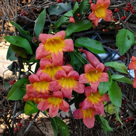 Crossvine – Bignonia capreolata Live Bare Root Starter Plant | Native Perennial Vine | Hummingbird Favorite | Trumpet Flowers | Hardy Climbing Vine | Zones 5–9