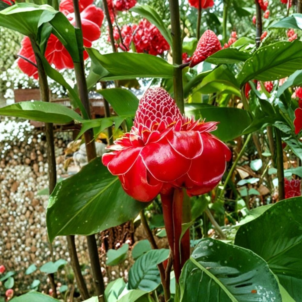 Red Curcuma (Turmeric) – 3 Live Rhizomes | Tropical Flowering Ginger | Fast Growing Ornamental Plant