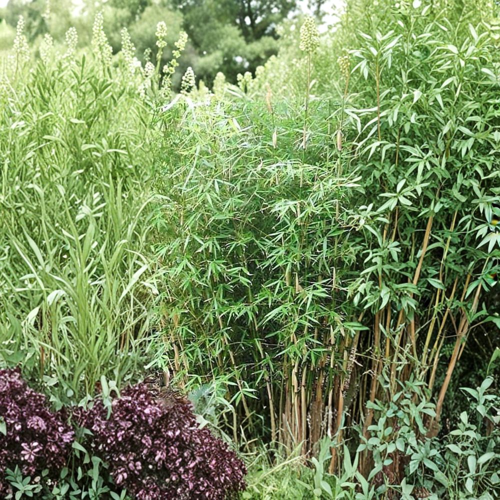 Fargesia Scabrida Bamboo – Live Non Invasive Bamboo Plant | 1 Gallon Pot | Clumping Evergreen Bamboo | Cold Hardy Landscape Bamboo