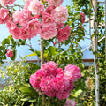 Seven Sisters Rose – Rosa multiflora Live Climbing Rose | Includes Nursery Pot Heirloom Rambler Rose | Fragrant Pink Blooms | Cottage Garden Favorite