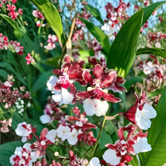 Oncidium Sharry Baby Red Fantasy Live Orchid Plant | 2 Inch Pot | Fragrant Chocolate-Scented Orchid | Red & Bronze Blooms
