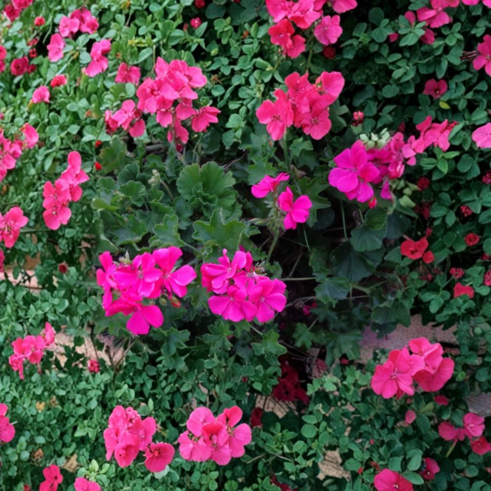 Bright Pink Ivy Geranium Cuttings – Pelargonium peltatum | 3 Live 6 Inch Cuttings | Trailing Salmon Pink Blooms | Hanging Basket Plant | Easy to Root