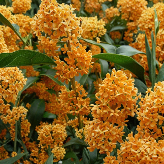 Apricot Echo Tea Olive – Osmanthus fragrans Live Rooted Starter Plant | Nursery Pot | Fragrant Evergreen Shrub | Sweet Apricot-Scented Blooms