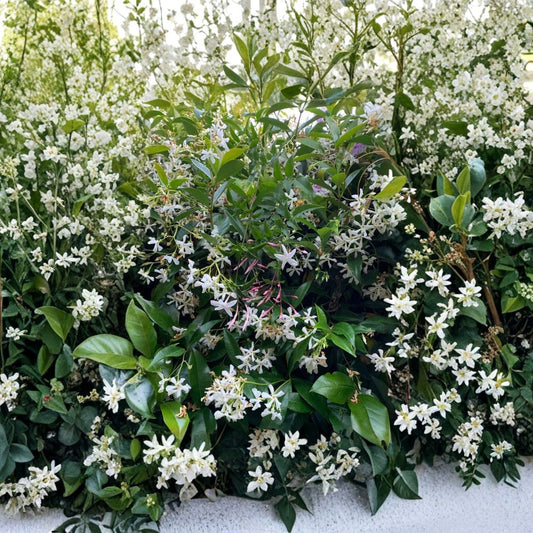Star & Pink Jasmine Cuttings Combo – Organic Live Plants | 21 Cuttings | Fragrant Climbing Vines | Pollinator Friendly
