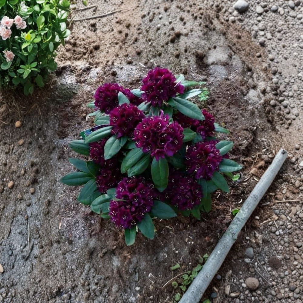 Rhododendron ‘Polarnacht’ Live Evergreen Shrub | Deep Purple Blooms | Cold Hardy Compact Rhododendron | Field Grown 15–18 Inches Wide