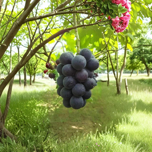 Fujiminori Grape Vine – Live Grafted Bare Root Plant | Japanese Giant Table Grape | Sweet Large Fruit Variety | 16–20 Inch Grapevine