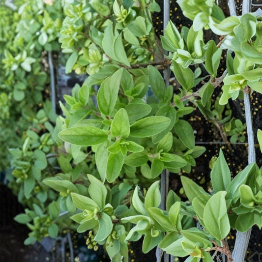 Italian Oregano Live Plant – Culinary Herb | Origanum vulgare | Fresh Herb Starter | Kitchen Garden | Mediterranean Herb | Patio & Container Friendly