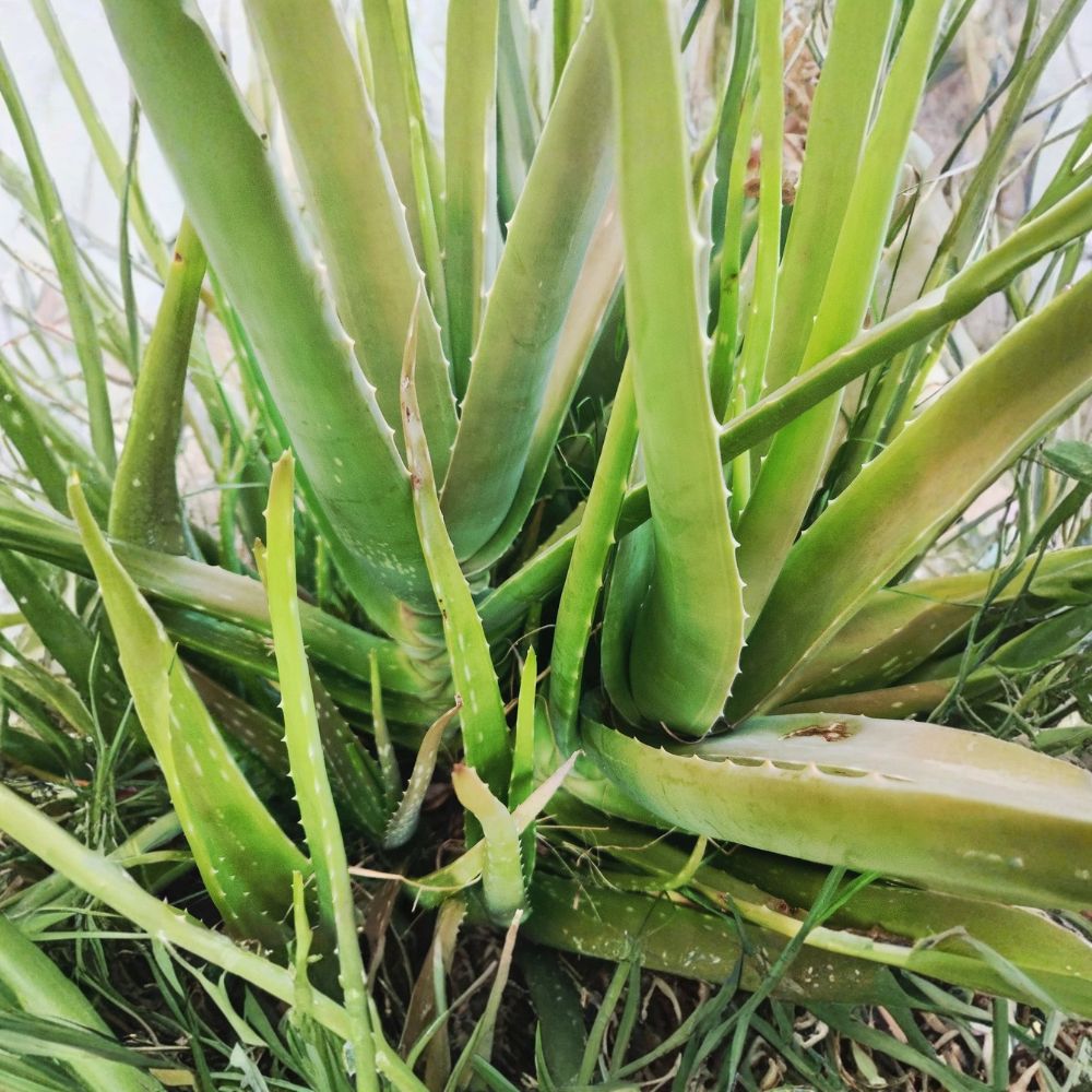 Aloe Vera Live Plant | 8 Inch Rooted Medicinal Succulent | Bare Root Houseplant | Easy Care Indoor Plant