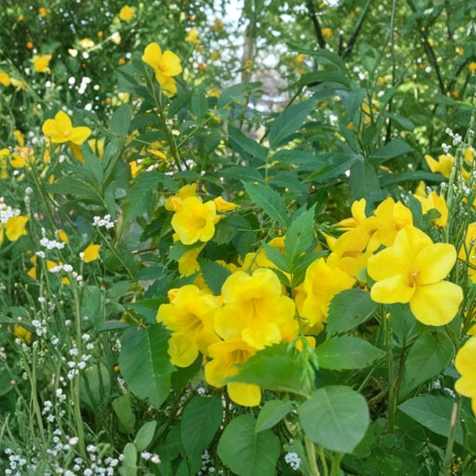 2 Live Yellow Bells Plants | Tecoma stans | 4–6 Inch Starter Plants | Ships Without Pots | Esperanza Flowering Shrub | Tropical Garden Plant