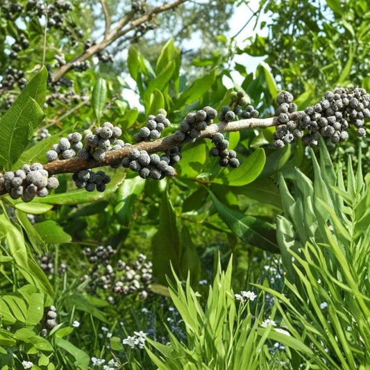 Wax Myrtle Live Plant – Myrica cerifera | Large 6 Inch Pot | Evergreen Ornamental Shrub | Privacy Hedge & Screen Plant | Outdoor Garden Plant