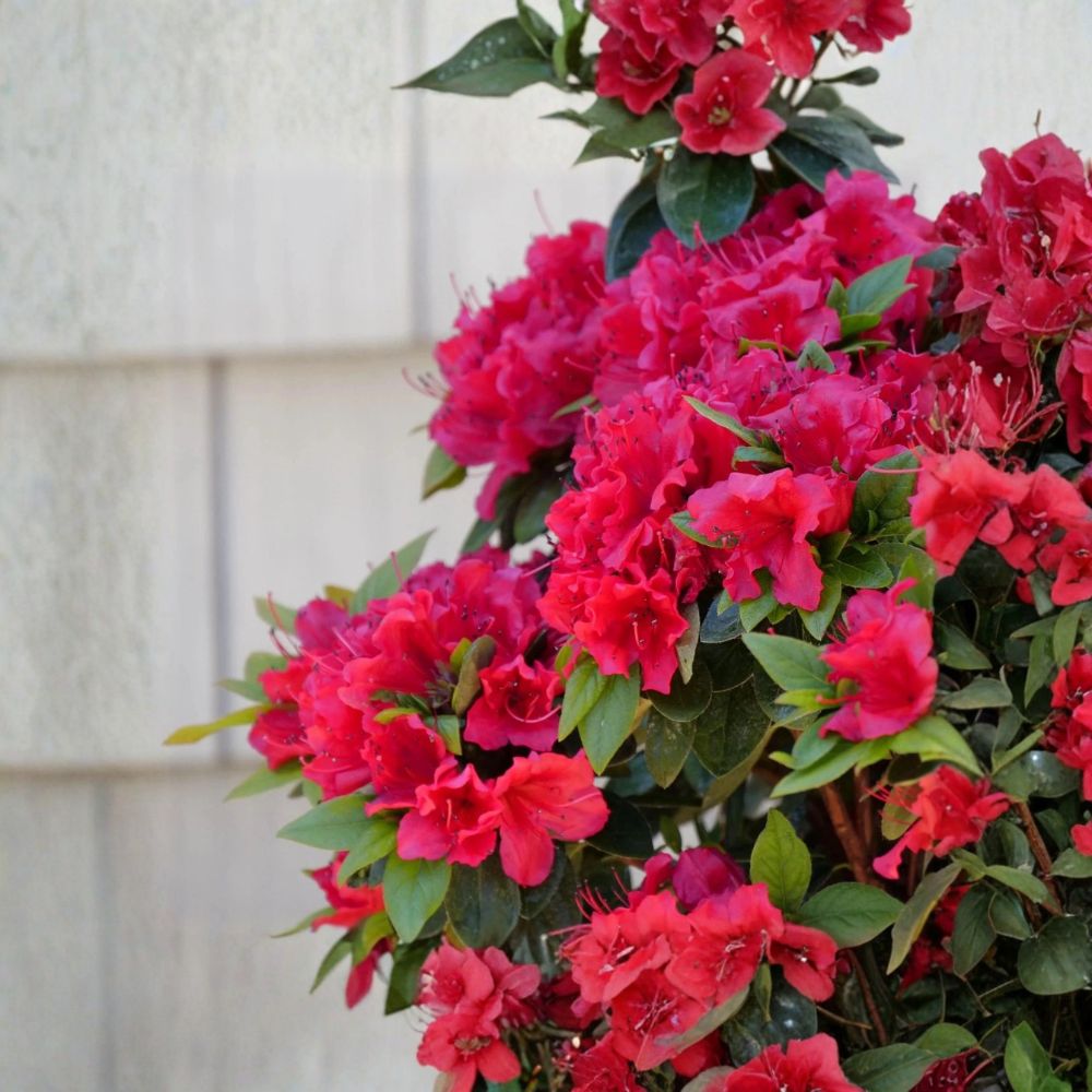 Red Ruffle Azalea – Rhododendron 'Red Ruffle' Live Plant | 1 Quart Grow Bag | Evergreen Flowering Shrub | Reblooming Azalea