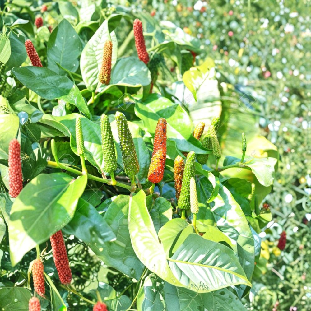Piper Longum Live Plant – Pipali Long Pepper | 5–10 Inches Tall | Rare Medicinal Vine | Pesticide Free | Easy to Grow