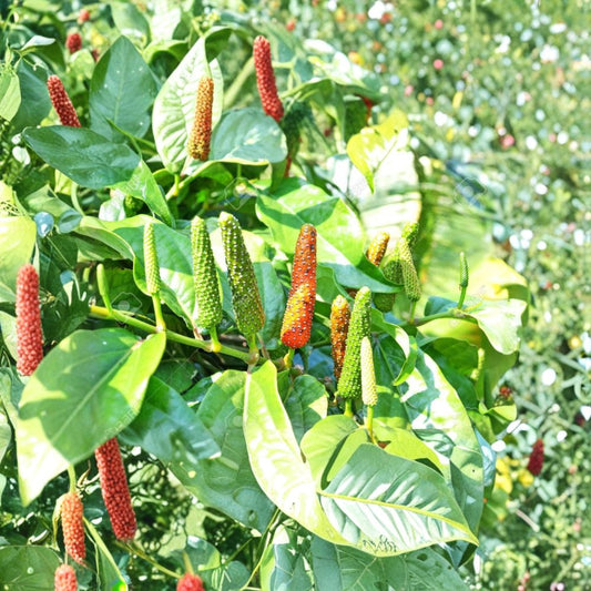 Piper Longum Live Plant – Pipali Long Pepper | 5–10 Inches Tall | Rare Medicinal Vine | Pesticide Free | Easy to Grow