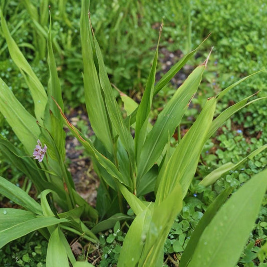 Yellow Turmeric – Curcuma longa Live Plants | Set of 2 | 5–7 Inch Rooted Starts | Edible Tropical Herb