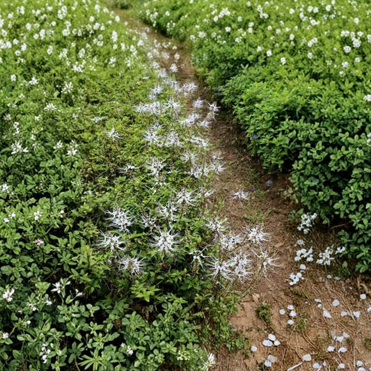 White Cat Whiskers Plant – 2 Live Orthosiphon aristatus Starter Plants | 4–6 Inch | Tropical Flowering Herb | White Blooms | No Pot
