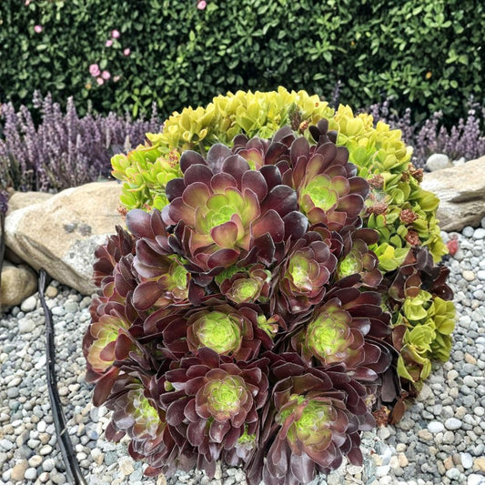 Black Rose Aeonium – Aeonium arboreum 'Zwartkop' Fresh Cuttings | Set of 5 | Rare Succulent | Easy to Grow