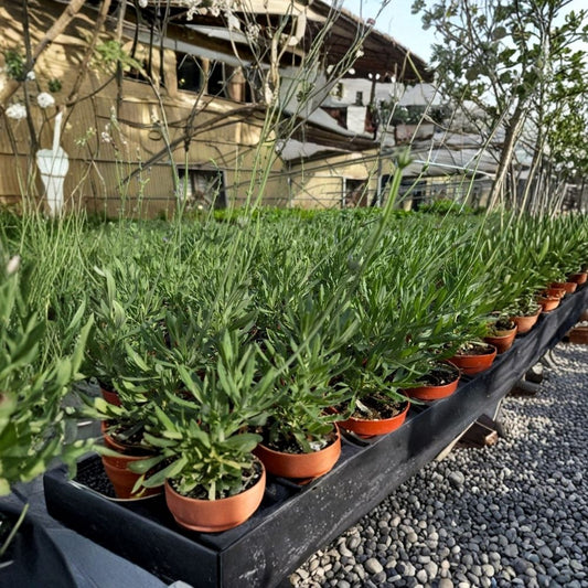 Live Sweet Lavender Herb Plant | 4 Inch Pot | Lavandula x heterophylla | Fragrant Hybrid Lavender | Herb Garden & Low Water Plant