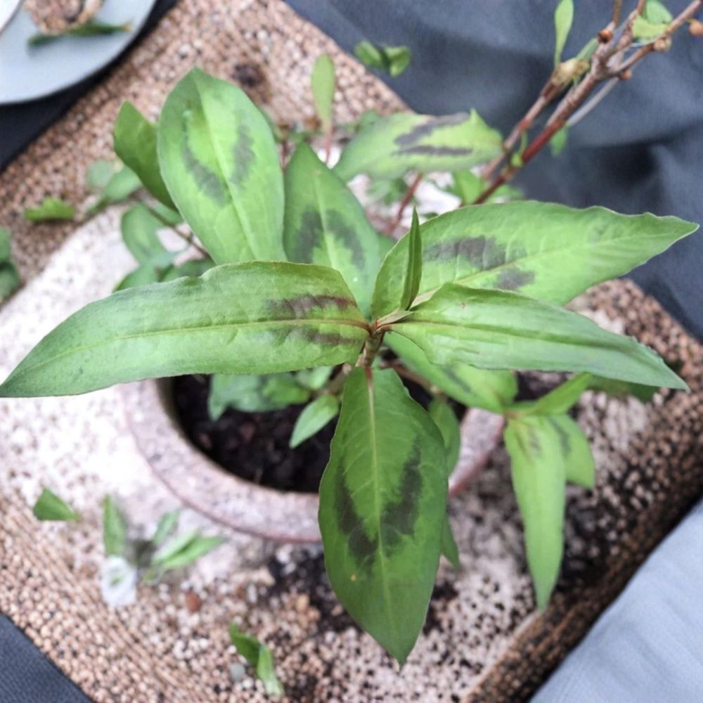 Vietnamese Coriander Live Plants | 5 Rooted Rau Ram Plants | Approximately 1 Foot Total Length | Edible Herb | Ready to Grow