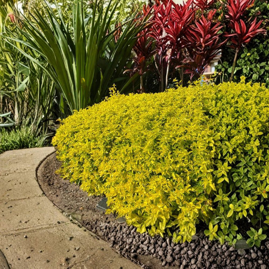 Yellow Duranta Plant – 2 Live Duranta erecta Starter Plants | 4–6 Inch | Fast Growing Flowering Shrub | Golden Green Foliage | No Pot