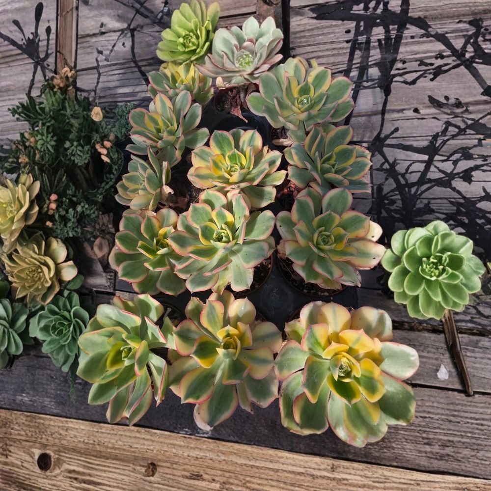 Sunburst Succulent – Live Plant | 4 Inches Wide | Bare Root | Colorful Rosette Succulent | Easy to Grow