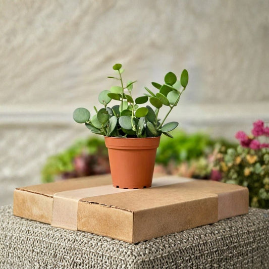 Silver Dollar Succulent Live Plant – 4 Inch Potted Indoor Plant | Round Foliage | Easy Care Houseplant | Unique Succulent | Home & Office Décor