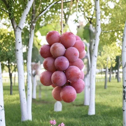 Queen Nina Grape Vine – Live Grafted Bare Root Plant | Japanese Sweet Table Grape | Thin Skin Fruit Variety | 16–18 Inch Grapevine