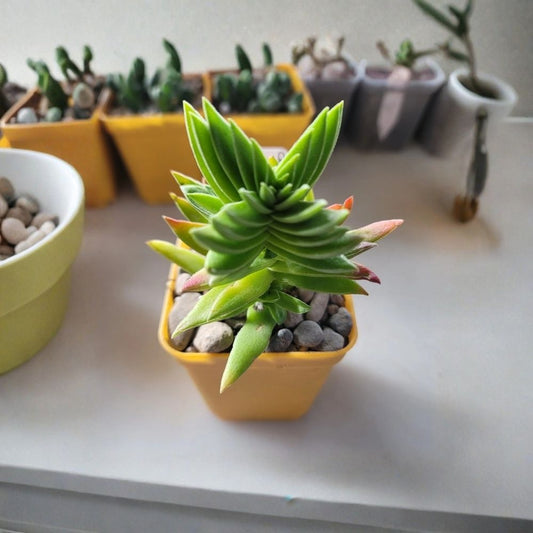 Crassula Capitella ‘Red Pagoda’ Live Succulent Plant – Rooted | 3 Inch Pot | Colorful Red Foliage | Easy Care Succulent | Indoor & Outdoor Plant | Gift