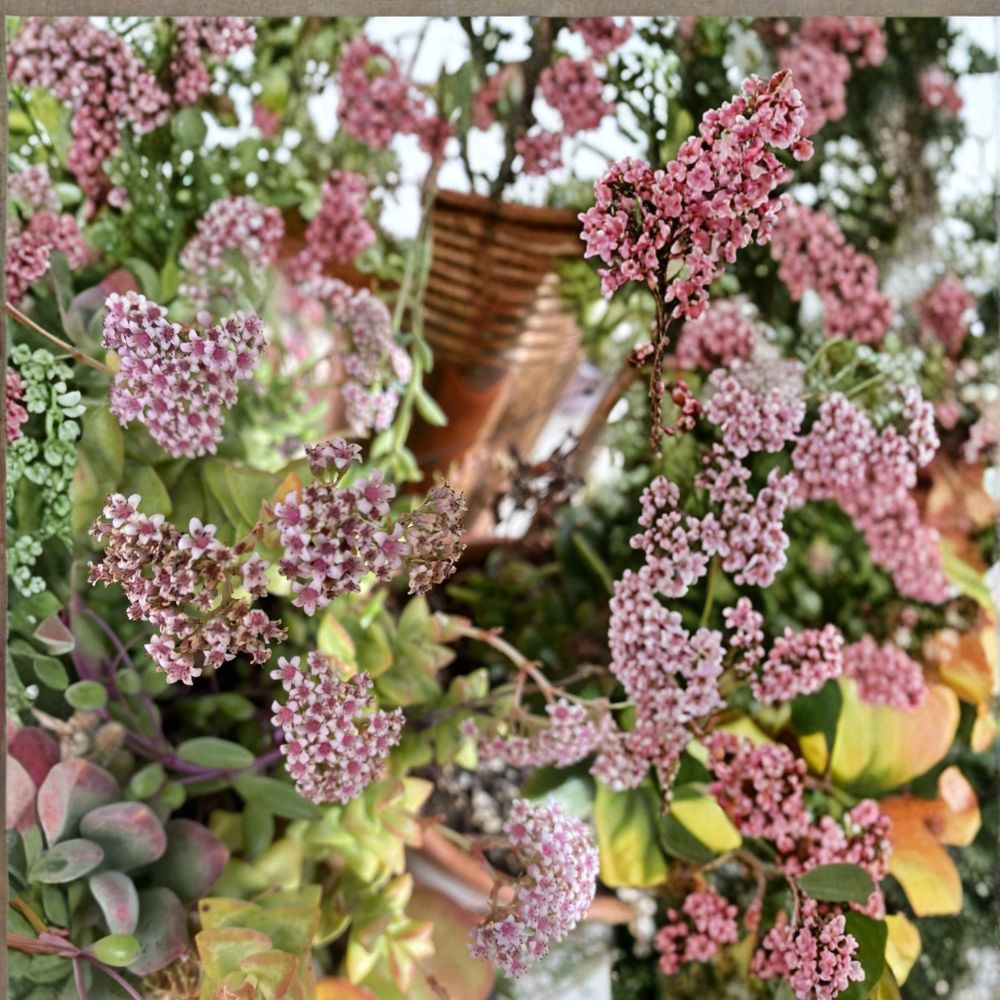 Mixed Crassula Succulent Cuttings – 10 Live Organic Cuttings | 5 Varieties, 2 of Each | Easy to Propagate | Indoor & Outdoor Plants