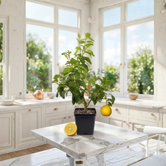 Bergamot Orange Tree Live Plant – Citrus bergamia | Grafted Dwarf Citrus | 4 Inch Pot | Fragrant Tart Fruit | Container-Friendly Citrus Tree