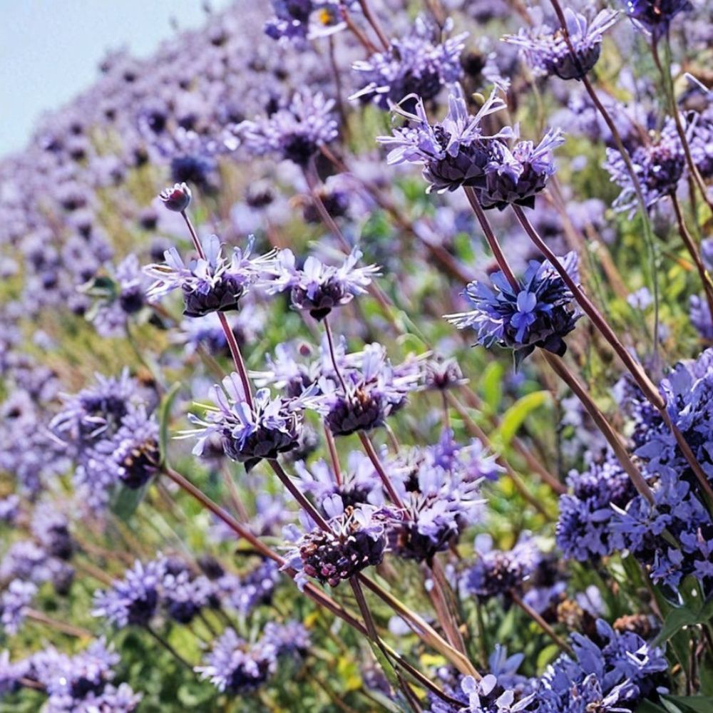Cleveland Sage – Salvia clevelandii Live Cuttings | 7 x 6 Inch Flower Plant Cuttings | Blue Purple Blooms | Drought Tolerant | Easy to Propagate