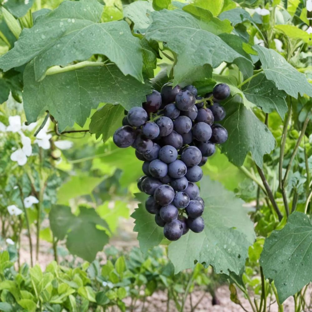 Summer Black Seedless Grape Vine – Live Bare Root Fruit Vine | Sweet Seedless Black Grapes | 16–20 Inch Grapevine | Backyard Vineyard Friendly