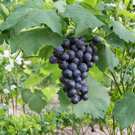 Summer Black Seedless Grape Vine – Live Bare Root Fruit Vine | Sweet Seedless Black Grapes | 16–20 Inch Grapevine | Backyard Vineyard Friendly