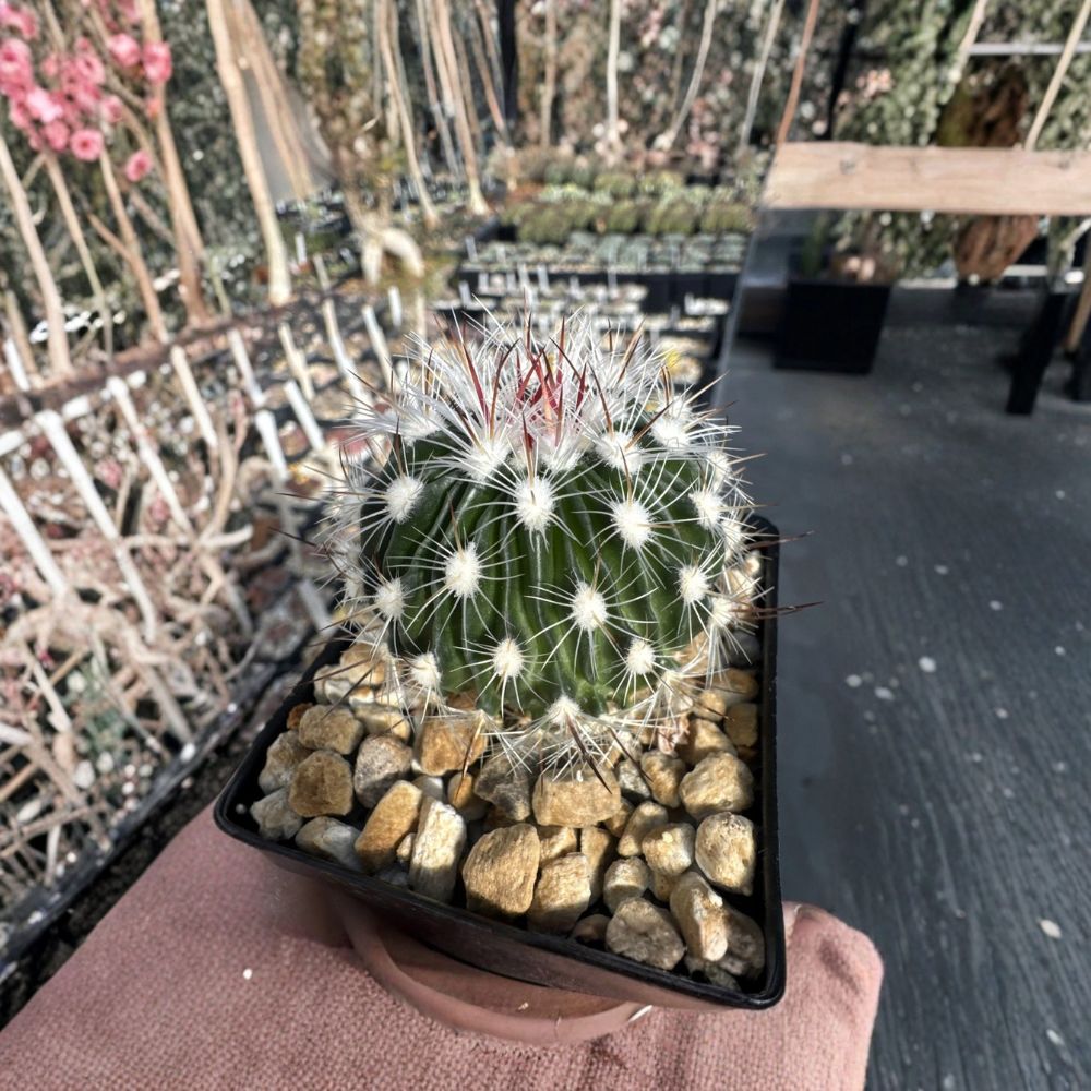 Brain Cactus Live Plant | Echinofossulocactus zacatecasensis | Bare Root Succulent | Pink Flowering Cactus | Easy to Grow