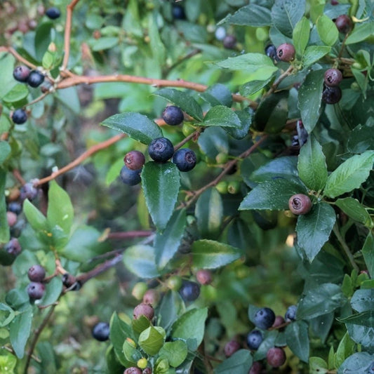 Evergreen Huckleberry Live Plant – Vaccinium ovatum | 1–2 Inch Seedling | 1.5 Inch Pot | Edible Berry Shrub | Pacific Northwest Native | Shade Garden Plant