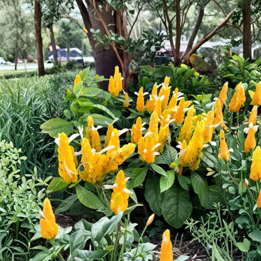 Yellow Shrimp Plant Live | 4–6 Inch Starter Plant | Pachystachys lutea | Tropical Flowering Plant | Ships Without Pot