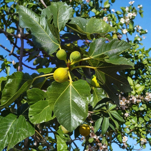 Yellow Long Neck Fig Live Plant – Ficus carica | 4–6 Inch Starter | Edible Fruit Tree | Bare Root | Unique Yellow Fig Variety | Container Friendly