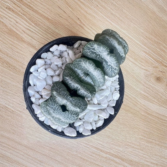 Haworthia truncata Live Succulent Plant – Bare Root Indoor Plant | Easy Care Collector Succulent | Unique Window Plant | Low Maintenance Houseplant