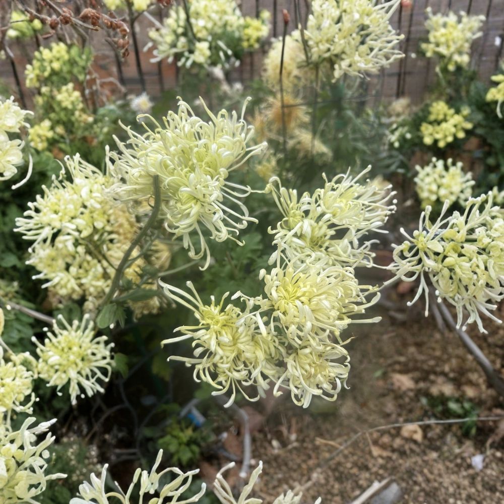 Rare Lilac Pink King Chrysanthemum – Live Plant | 6–11 Inches Tall | Bare Root with Soil | Hardy Perennial Mum | Easy to Grow