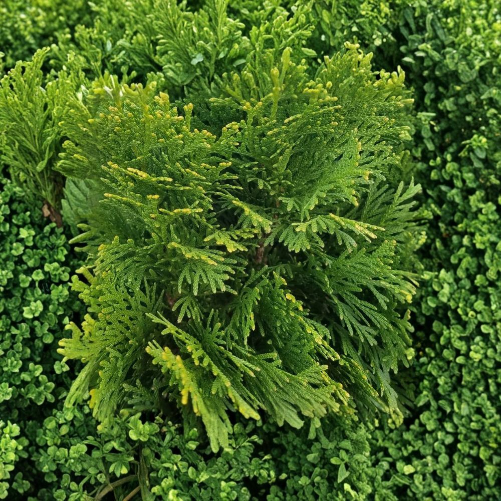 Emerald Green Arborvitae – Thuja occidentalis Live Bare Root Plant | 8+ Inches Tall | Evergreen Privacy Tree