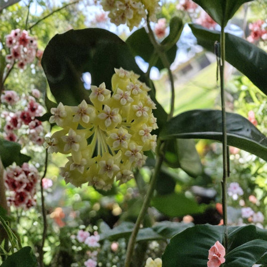 Hoya Incrassata – Live Plant | 7–10 Inches Tall | Includes 4" Nursery Pot | Yellow Flower Wax Plant | Indoor & Outdoor Friendly