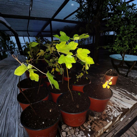 Black Mission Fig Tree – 2 Live Ficus carica Plants | 7–10 Inch | Edible Fruit Tree | Cold Hardy Fig | Potted Fig Starter | Home Garden