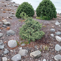 Chamaecyparis obtusa ‘Mariesii’ Live Dwarf Hinoki Cypress | Variegated Evergreen Fairy Garden Plant | #1 Container Grown