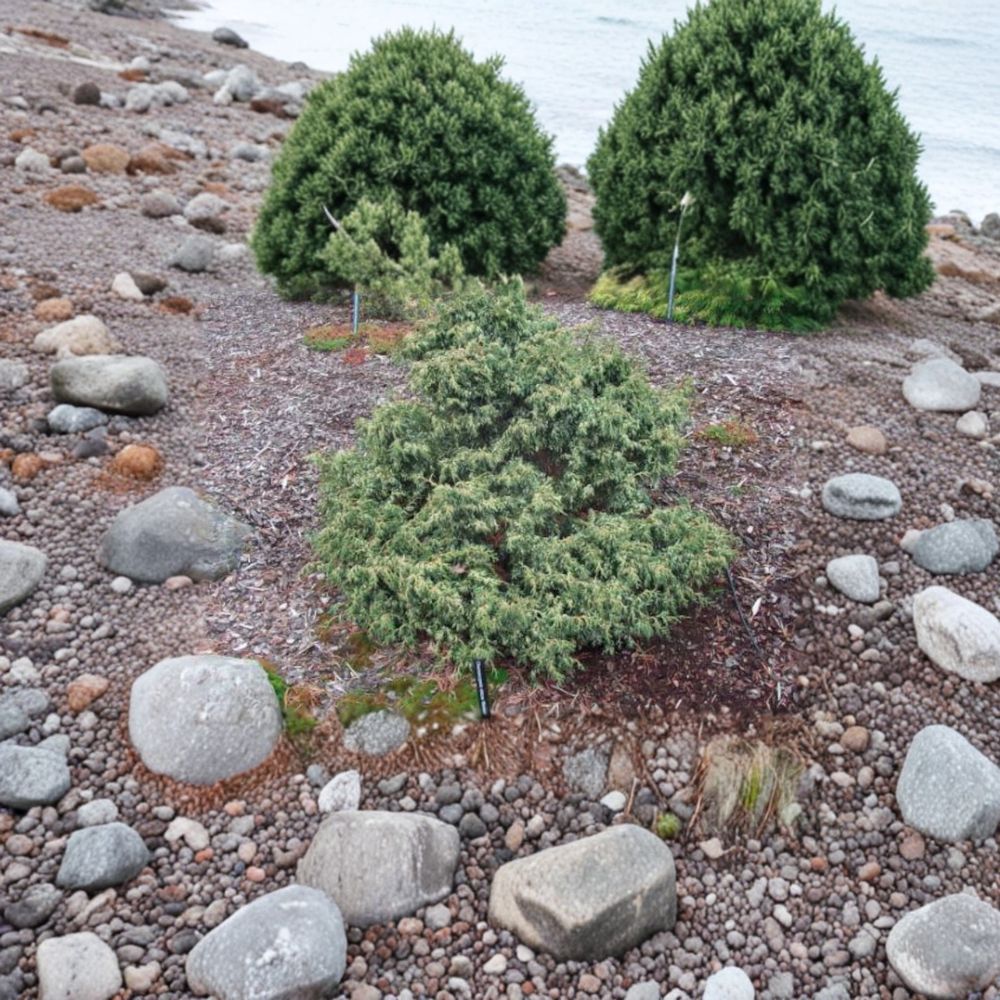 Chamaecyparis obtusa ‘Mariesii’ Live Dwarf Hinoki Cypress | Variegated Evergreen Fairy Garden Plant | #1 Container Grown